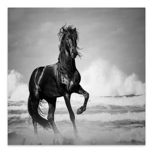 Πίνακας σε καμβά “Black Horse”  ψηφιακής εκτύπωσης 60x60x3εκ.